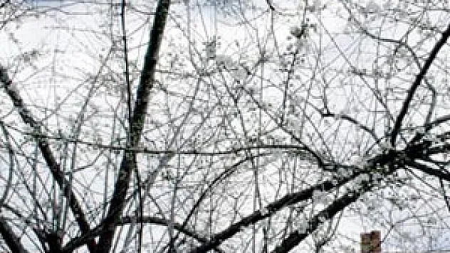 Mevsimi şaşırınca Erikler çiçek açtı…