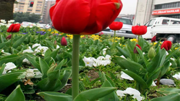 Samsun'da Laleler Erken Açtı
