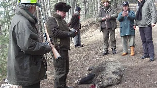 İspanyollar domuz avında