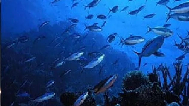 Bakanlıktan 'zehirli balık' açıklaması