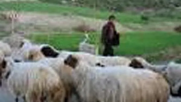 3.500 TL maaşa çoban bulunamıyor