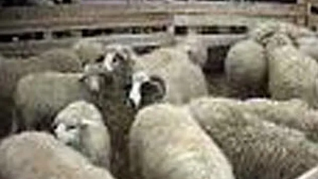 4 bin baş küçük hayvan ele geçirildi