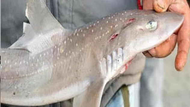 Köyceğiz'de köpekbalığı yakalandı