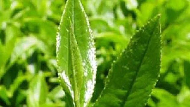 Çay alım fiyatları açıklandı