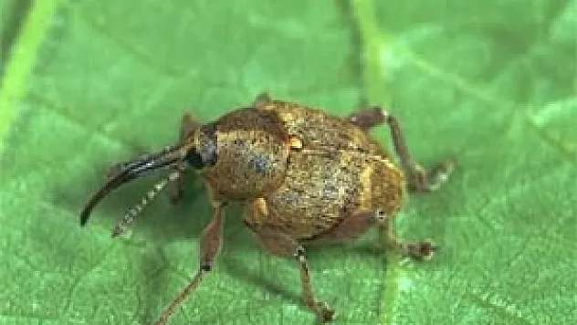 Fındık Kurdu İle Mücadele Zamanı