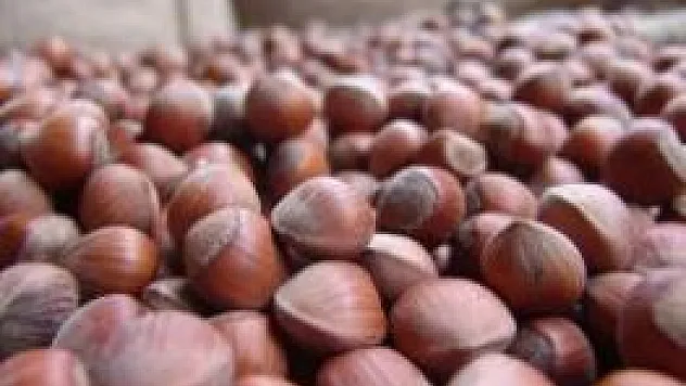 Dolu Fındığı Vurdu