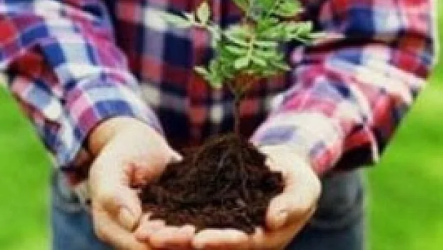 İl il ne kadar ağaç dikildi?