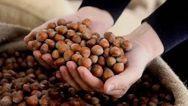 24 Şubat 2026 Düzce fındık fiyatları| Fiyatlar sabit kaldı! İşte güncel fiyat listesi