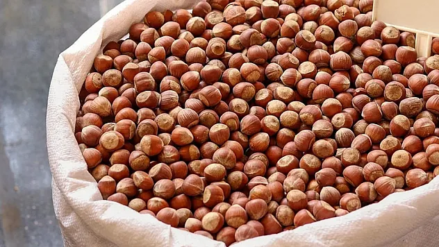 24 Şubat 2026 Zonguldak fındık fiyatları | Alaplı ve Ereğli'de son durum