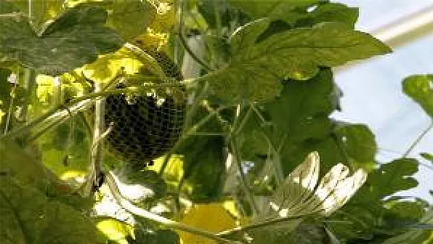 BU KARPUZ AĞAÇTA YETİŞİYOR