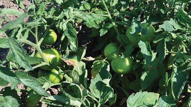  DOMATES VE BİBER ÜRETİCİSİ GÜN SAYIYOR