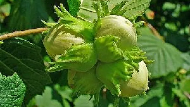 Bayraktar Açıkladı: FINDIKTA REKOLTE TAHMİNİ BELLİ OLDU 