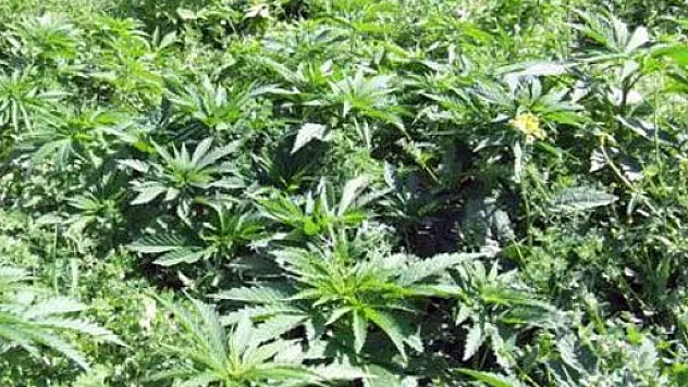 Çarşamba'da Hint Keneviri ele geçirildi