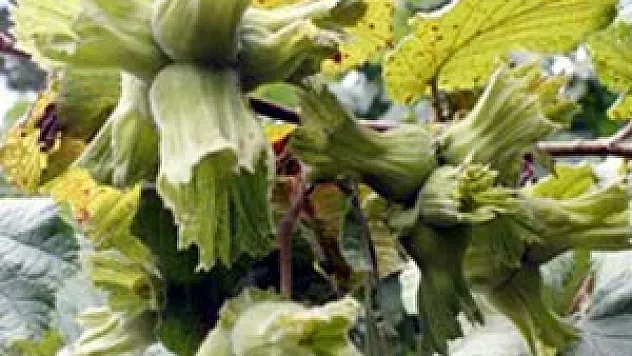 Fındık Eksi 35 Dereceye Dayanıklı Olacak