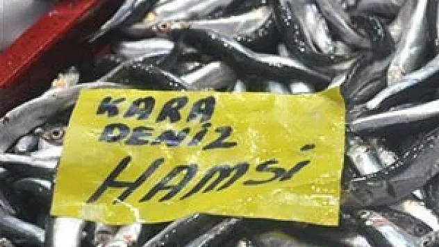 Hamsinin üreme alanları mercek altında