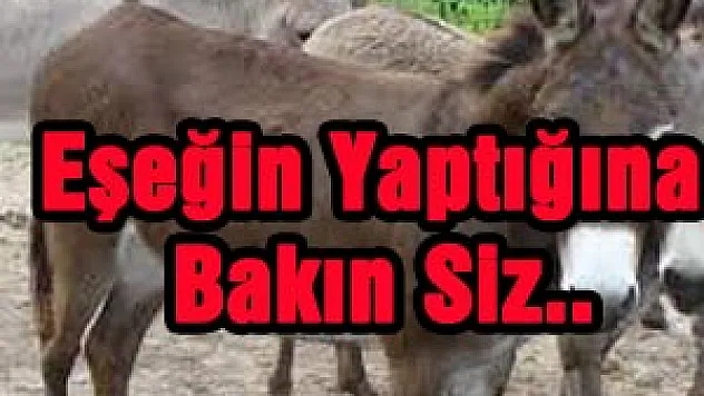 EŞEK, YAŞLI ADAMI HASTANELİK ETTİ