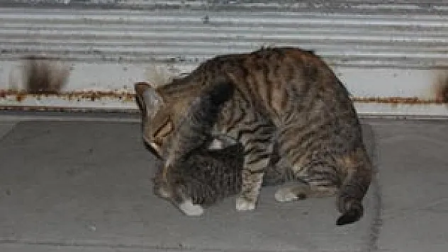 GECE YARISI YAVRU KEDİ OPERASYONU