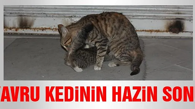 Yavru Kedinin Üzücü Sonu