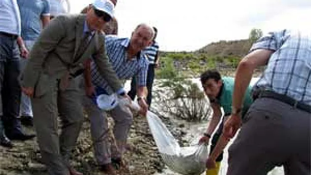 BOYABAT'TA GÖLETLERE 60 BİN SAZAN YAVRUSU BIRAKILDI