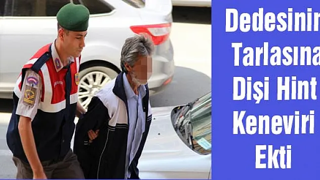 Dedesinin Tarlasına Dişi Hint Keneviri Ekti