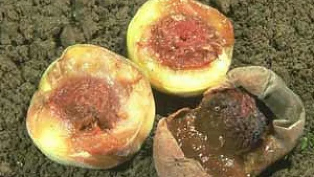  AKDENİZ MEYVE SİNEĞİNE DİKKAT