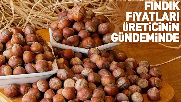 25 Ocak Zonguldak'ta Fındık Fiyatları: Zonguldak'ta Fındık Fiyatları Üreticinin Gündeminde