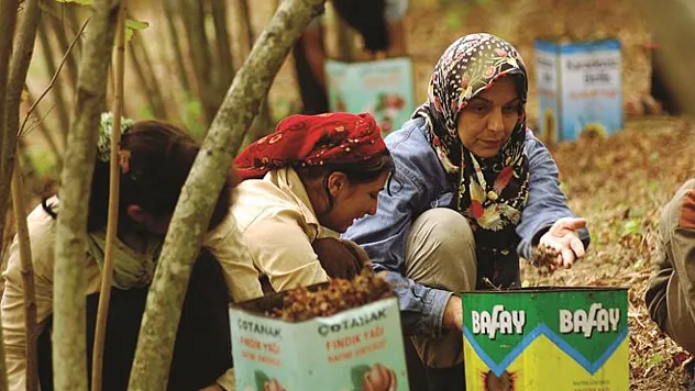 25 Şubat 2026 Samsun fındık fiyatları| Serbest piyasada fiyatlar neden yükselmiyor?