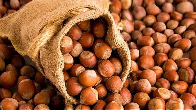 25 Şubat Giresun fındık fiyatları | Üreticinin yüzü gülmüyor