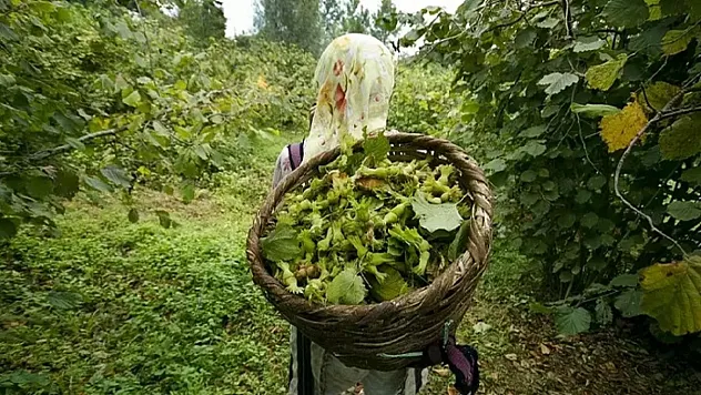 25 Şubat Trabzon fındık fiyatları | Fiyatları kalite belirliyor!