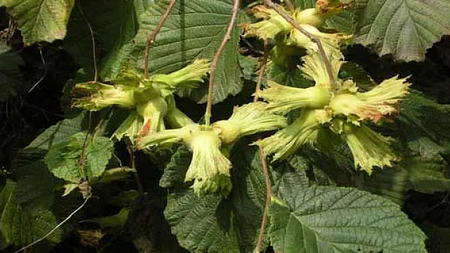  FINDIK HASADI BAŞLADI