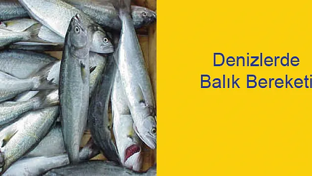Denizlerde Balık Bereketi