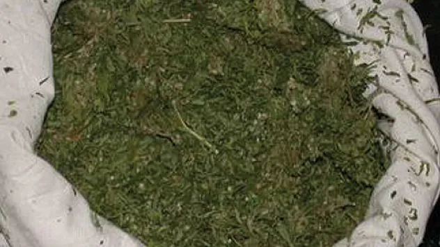 Çarşamba'da 28 Kök Hint Keneviri Yakalandı