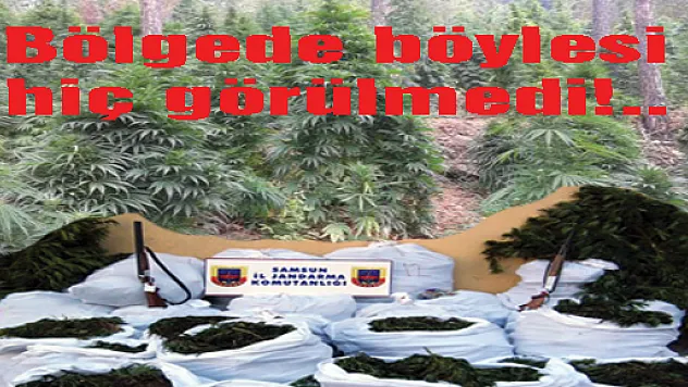 Şimdiye kadar böyle hint keneviri ve esrar hiç yakalanmadı!...