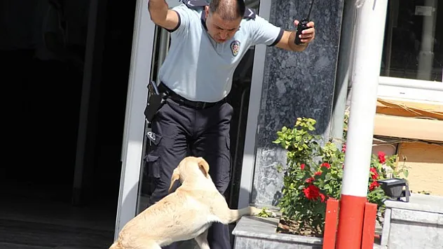 KÖPEK POLİSE ZOR ANLAR YAŞATTI