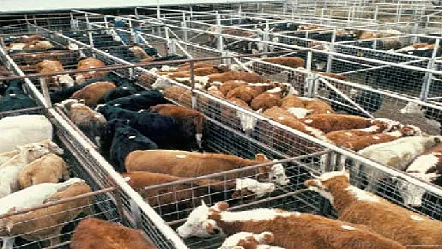 Aslankaya, 'Kavak çiftçisi de, besicisi de mağdur'