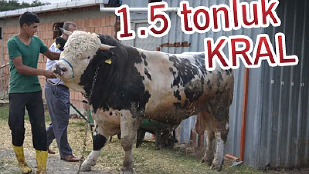 Trakya'nın kralı 14 bin TL'ye satıldı