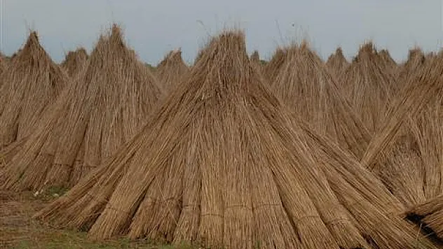 Kızılırmak deltasın'da saz kesimi