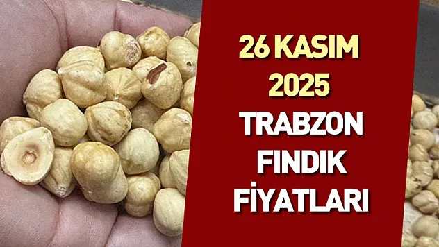 26 Kasım 2025 Trabzon Fındık Fiyatları | Dengeli Seyir ve Temkinli Bekleyiş