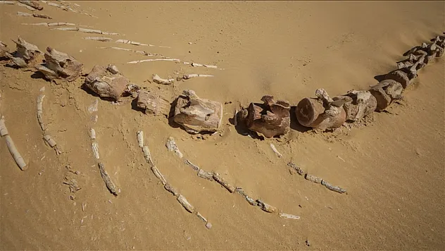 26 milyon yıllık keskin dişli balina türü keşfedildi