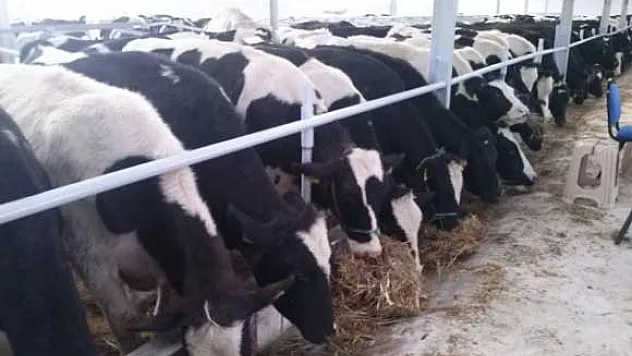 Bafra'da Gebe Düve Dağıtımı