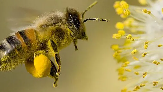 Arılı Kovan Desteklemesi Çalışma Takvimi Açıklandı