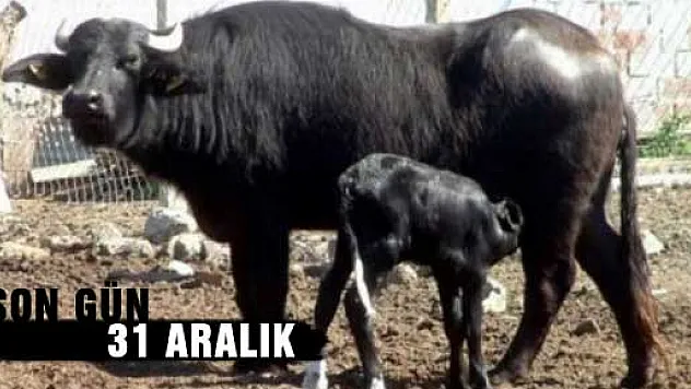 Akman, 'Küpe, pasaport ve Anaç Manda desteğinde son gün 31 Aralık'