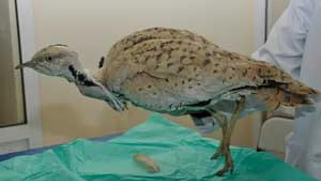  NESLİ TÜKENEN 'YAKALI TOY KUŞU' 