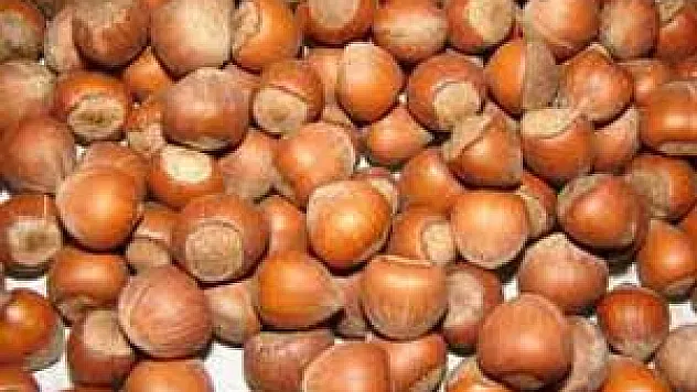 Organik Fındığa Bakanlık Desteği