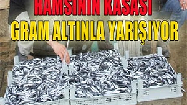 Hamsinin kasası gram altın fiyatıyla yarışıyor