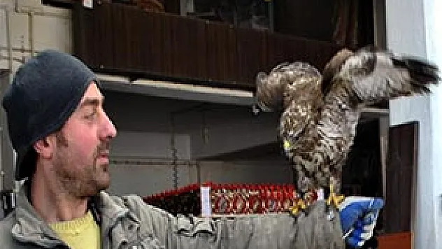 Atölyede Şahin Besliyor