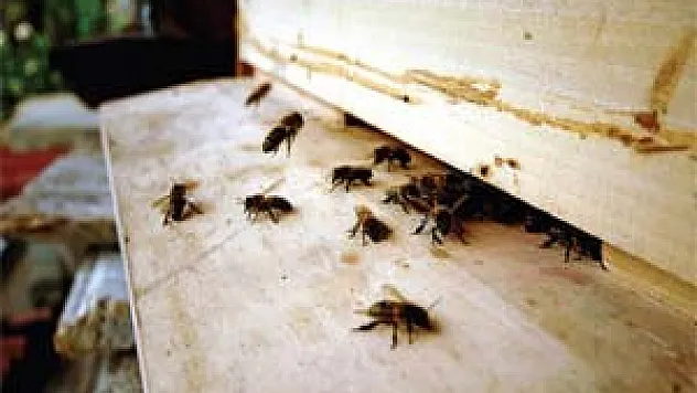 'Arı ölümleri artabilir'