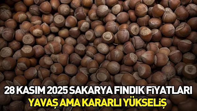 28 Kasım 2025 Sakarya Fındık Fiyatları | Yavaş Ama Kararlı Yükseliş