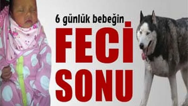 Alaska Kurdu cinsi köpek 6 günlük bebeği öldürdü 
