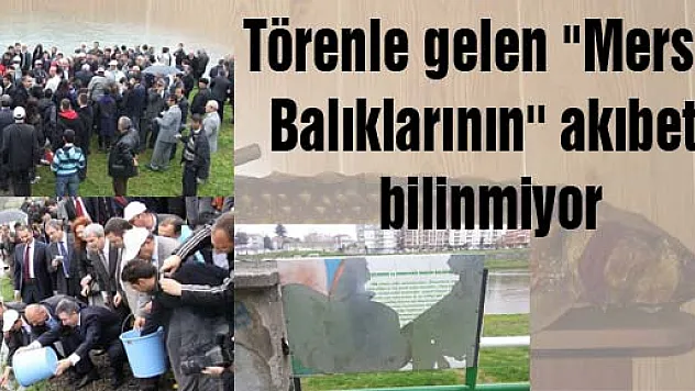 Törenle gelen ''Mersin Balıklarının'' akıbeti bilinmiyor